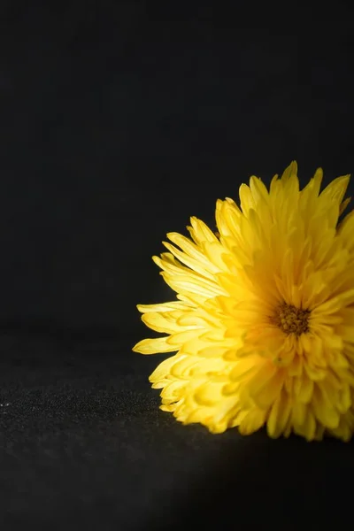 Flor de crisantemo amarillo sobre un fondo oscuro. Una tarjeta de felicitación. — Foto de Stock