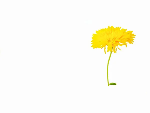Żółte chryzantemy kwiatowe na białym tle. Kartka z życzeniami.. — Zdjęcie stockowe