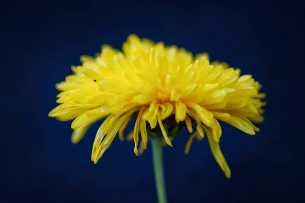 Flor de crisantemo amarillo sobre un fondo oscuro. Una tarjeta de felicitación. — Foto de Stock