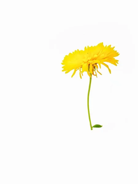 Gul blomma krysantemum på en vit bakgrund. Ett gratulationskort. — Stockfoto