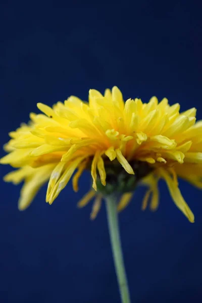 Flor de crisantemo amarillo sobre un fondo oscuro. Una tarjeta de felicitación. — Foto de Stock