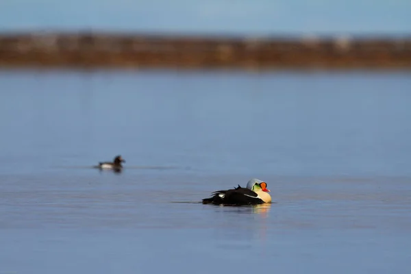 Άρρεν Βασιλιάς Eider Πάπια Κολύμπι Στο Νερό Κοντά Arviat Nunavut — Φωτογραφία Αρχείου