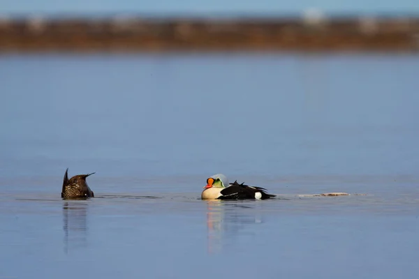 Erkek Kral Eider Ördek Izlerken Dişi Eider Ördeği Yiyecek Arıyor — Stok fotoğraf