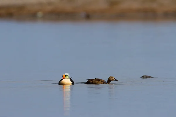 Αρσενικό Και Θηλυκό Βασιλιάς Eider Πάπια Αναζήτηση Μια Μικρή Λίμνη — Φωτογραφία Αρχείου