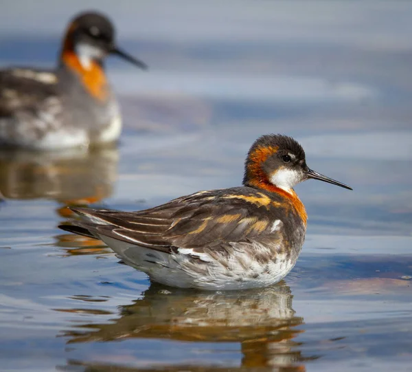 Phalarope Bec Étroit Femelle Phalaropus Lobatus Avec Phalarope Bec Étroit — Photo