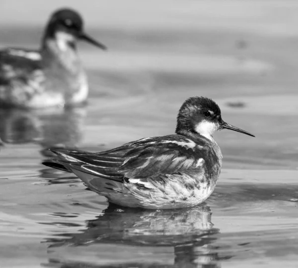 Samice Červeným Krkem Falarope Phalaropus Lobatus Samcem Červeným Krkem Falarope — Stock fotografie