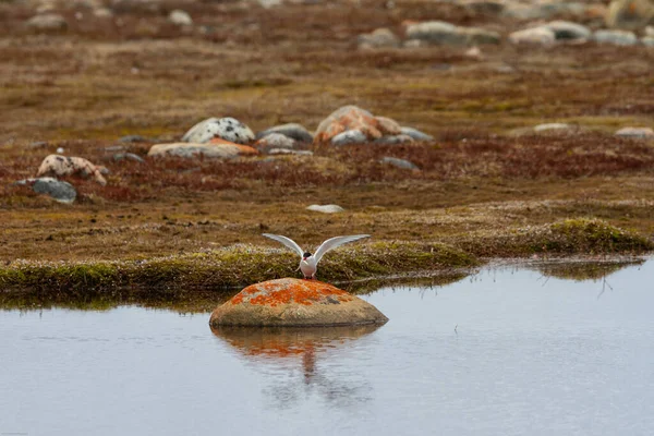 Αρκτική Τερν Προσγείωση Ένα Κόκκινο Βράχο Μια Μικρή Λίμνη Κοντά — Φωτογραφία Αρχείου