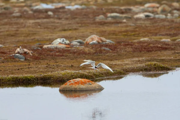 Arctic Tern έρχεται για προσγείωση — Φωτογραφία Αρχείου