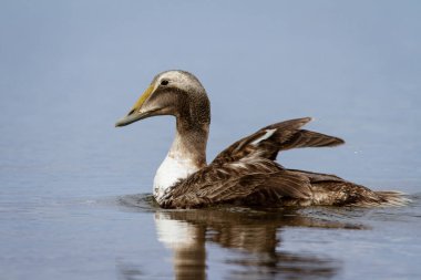 Genç Erkek Sıradan Ördek Arviat, Nunavut, Kanada yakınlarında küçük bir gölette yüzüyor.