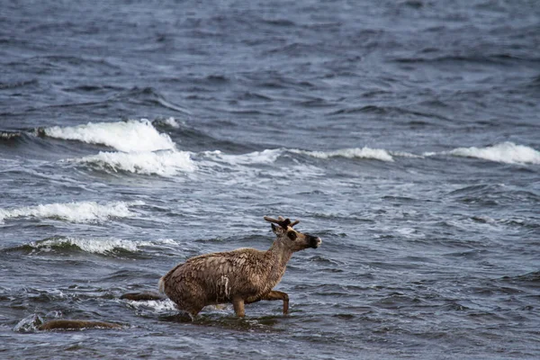 Joven Caribú Tierra Estéril Rangifer Tarandus Groenlandicus Corriendo Través Del —  Fotos de Stock