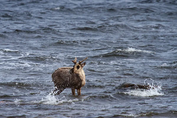 Genç, çorak karibu, rangifer tarandus groenlandicus, Kanada, Arviat Nunavut yakınlarında suda duruyor.