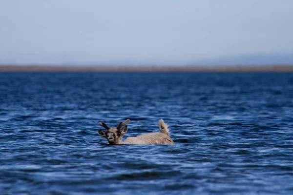Νεαρό Άγονο Έδαφος Caribou Rangifer Tarandus Groenlandicus Που Κολυμπά Μέσα — Φωτογραφία Αρχείου