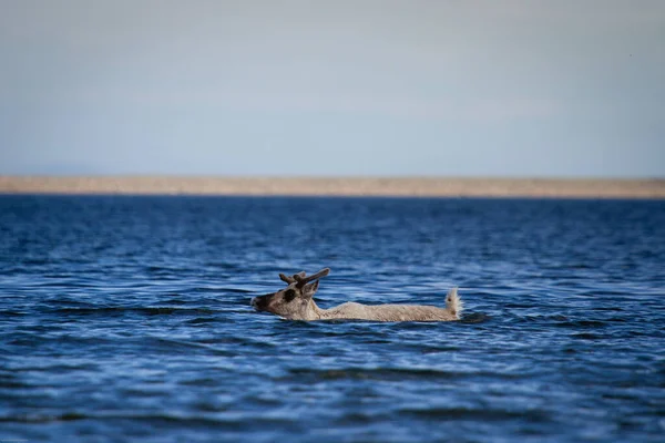 Genç, çorak karibu, rangifer tarandus groenlandicus, Arviat Nunavut yakınlarında suda yüzüyor.