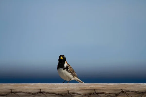 Laponya Longspur kuşu arka planda mavi gökyüzü olan bir direğin üzerinde duruyor. — Stok fotoğraf
