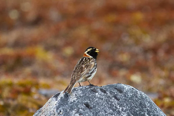 Laponya Longspur kuşu bir kayanın üzerinde duruyor.
