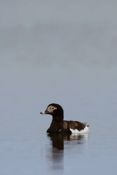 Primer plano de un pato de cola larga macho — Foto de Stock