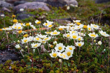 Colony of arctic mountain avens clipart