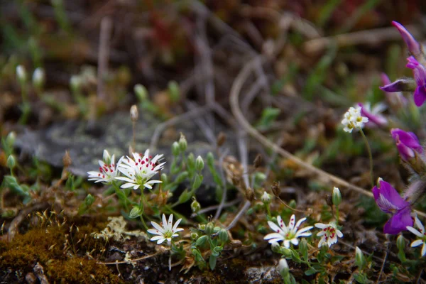 Białe Kwiaty Arktyczne Znalezione Tundrze Arviat Nunavut Kanada — Zdjęcie stockowe