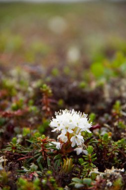 Arviat, Nunavut 'un kuzeyinde bulunan Rododendron Groenlandicum, Bataklık Labrador Çay çiçeğinin yan görüntüsü