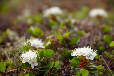 Bataklık Labrador Çayı çiçeği Tundra 'da bulundu, Arviat, Nunavut Kanada yakınlarında.
