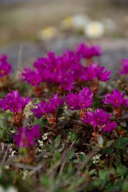 Arviat, Nunavut Kanada yakınlarındaki Kuzey Kutbu tundrasında Laponya gül bahçesi tamamen çiçek açmış.