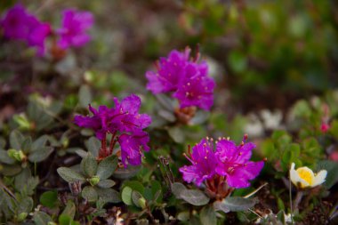 Arviat, Nunavut Kanada yakınlarındaki Kuzey Kutbu tundrasında Laponya gül bahçesine yakın.
