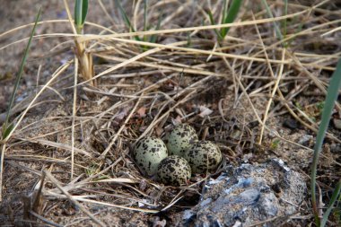 Arviat, Nunavut, Kanada yakınlarındaki bir yuvada dört yarı palmiye yumurtası (Charadrius semipalmatus)