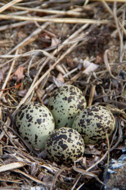 Arviat, Nunavut, Kanada yakınlarındaki bir yuvada dört yarı palmiye yumurtası (Charadrius semipalmatus)