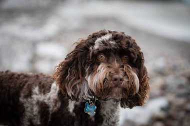 Güzel Avustralya Labradoodle köpeği