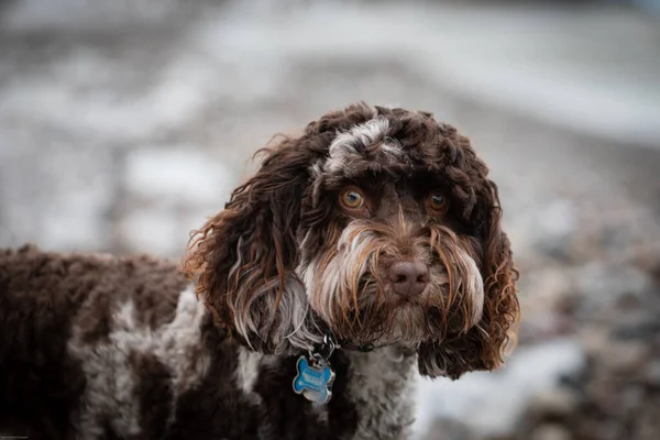 Schöne australische Labradoodle Hündin — Stockfoto