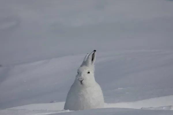 Arctic Hare Lepus Arcticus Που Βρέθηκαν Στο Χιόνι Κάλυψε Τούνδρα — Φωτογραφία Αρχείου