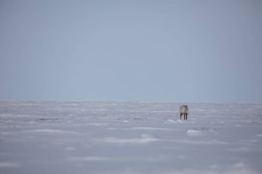 Issız, çorak bir ren geyiği, rangifer tarandus groenlandicus, baharın sonlarında Arviat, Nunavut yakınlarında karda duruyor.
