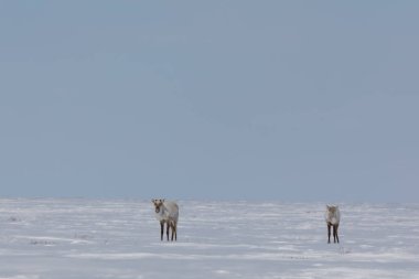 İki çorak ren geyiği, Rangifer Tarandus Groenlandicus, baharın sonlarında Arviat, Nunavut yakınlarında karda duruyor.