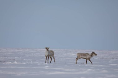 İki çorak ren geyiği, Rangifer Tarandus Groenlandicus, baharın sonlarında Arviat, Nunavut yakınlarında karda duruyor.