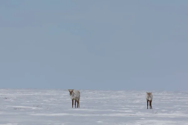 İki çorak ren geyiği, Rangifer Tarandus Groenlandicus, baharın sonlarında Arviat, Nunavut yakınlarında karda duruyor.