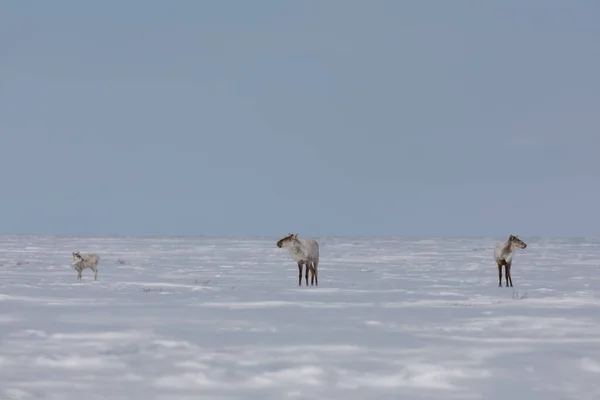 İki yetişkin ve bir genç ren geyiği bahar sonlarında Arviat Nunavut yakınlarında karların üzerinde bulundu.