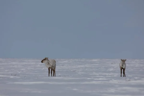 Due Caribù Sterili Rangifer Tarandus Groenlandicus Piedi Nella Neve Nella — Foto Stock