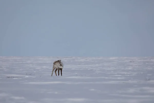 Solitario Caribù Sterile Rangifer Tarandus Groenlandicus Piedi Nella Neve Nella — Foto Stock