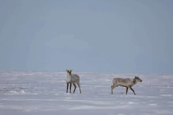 İki çorak ren geyiği, Rangifer Tarandus Groenlandicus, baharın sonlarında Arviat, Nunavut yakınlarında karda duruyor.
