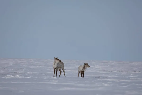 Dos Caribúes Áridos Tarandus Groenlandicus Parados Nieve Finales Primavera Cerca —  Fotos de Stock