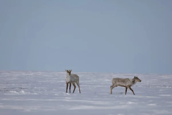 Két Kopár Rénszarvas Vadőr Tarandus Groenlandicus Késő Tavasszal Hóban Áll Jogdíjmentes Stock Fotók