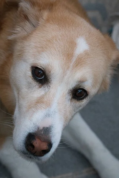 Primer Plano Lindo Perro — Foto de Stock