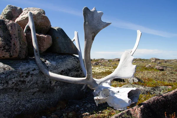 Corna Caraibiche Con Scafo Parziale Trovato Sulla Tundra Artica Estate — Foto Stock