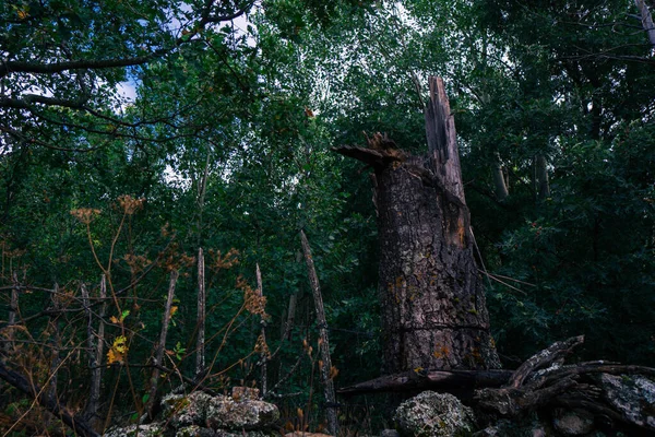 Bergslandskap Med Stora Träd Och Många Gröna Växter — Stockfoto