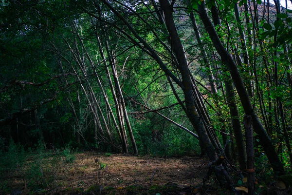 Dağlık arazi, büyük ağaçlar ve bir sürü yeşil bitki.