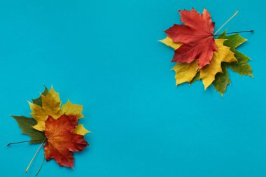 Sonbahar akçaağaç yaprakları ile mavi arkaplan yeşil, turuncu ve sarı metin için boşluk ile