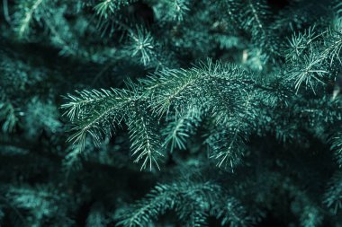 Doğal ladin dalları, yakın plan. seçici odaklanma, atmosferik doğal arkaplan. Tidewater Yeşili, 2021 Renk Trend.