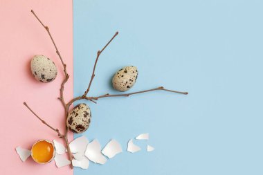Dekoratif kompozisyon - bıldırcın yumurtası ve narin pembe-mavi arka planda bir bahar dalı. Paskalya kutlaması konsepti, düzgün beslenmenin diyeti. Üst Manzara, düz.