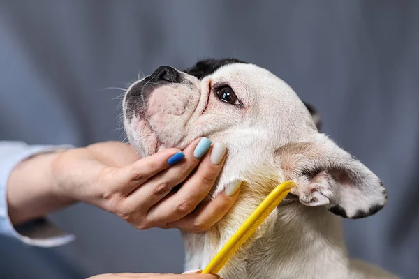 Ägaren Hunden Kammar Fransk Bulldogg Grå Bakgrund Begreppet Husdjursskötsel — Stockfoto