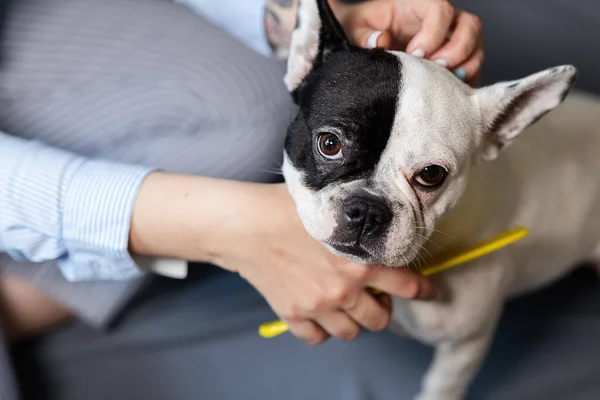 狗的主人在灰色背景上梳理一只法国斗牛犬 宠物护理的概念 图库图片